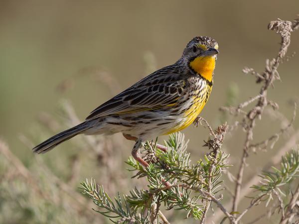 <h3><a href="/trips/tanzania/biota/animalia/chordata/aves/040 passeriformes/119 motacillidae/macronyx aurantiigula/macronyx aurantiigula-nl.html">Macronyx&nbsp;aurantiigula</a> / Pangani&nbsp;longclaw / Panganilangklauw</h3>OM-1 Mark II met OLYMPUS M.150-400mm F4.5, 1/2000 sec  bij F4.5, ISO 400, afstand 7.54&nbsp;m